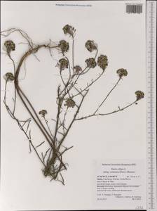 Iberis ciliata subsp. contracta (Pers.) Moreno, Western Europe (EUR) (Spain)
