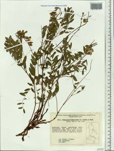 Hedysarum hedysaroides subsp. arcticum (B.Fedtsch.)P.W.Ball, Siberia, Russian Far East (S6) (Russia)