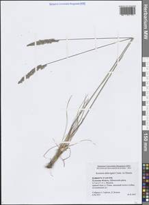 Koeleria delavignei Czern. ex Domin, Eastern Europe, Central region (E4) (Russia)