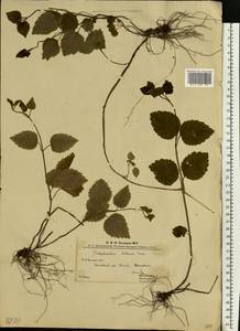 Lamium galeobdolon subsp. galeobdolon, Eastern Europe, West Ukrainian region (E13) (Ukraine)
