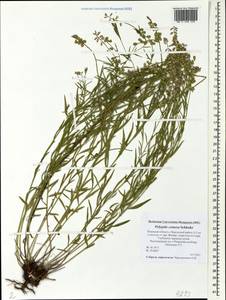 Polygala comosa Schkuhr, Eastern Europe, North-Western region (E2) (Russia)