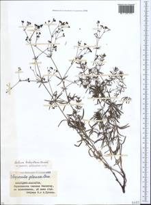 Galium xeroticum (Klokov) Pobed., Caucasus, Stavropol Krai, Karachay-Cherkessia & Kabardino-Balkaria (K1b) (Russia)