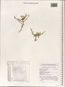 Anabasis articulata (Forssk.) Moq., South Asia, South Asia (Asia outside ex-Soviet states and Mongolia) (ASIA) (Israel)