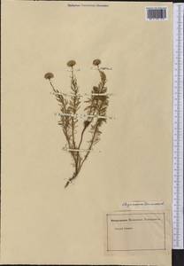Chrysocoma cernua L., America (AMER) (Not classified)