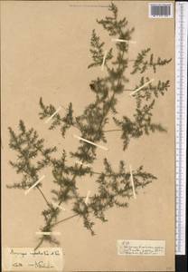Asparagus neglectus Kar. & Kir., Middle Asia, Pamir & Pamiro-Alai (M2) (Kyrgyzstan)