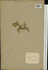 Scleranthus annuus L., Eastern Europe, North-Western region (E2) (Russia)