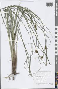 Carex melanostachya M.Bieb. ex Willd., Eastern Europe, Lower Volga region (E9) (Russia)