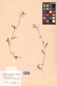 Cardamine prorepens Fisch. ex DC., Siberia, Russian Far East (S6) (Russia)