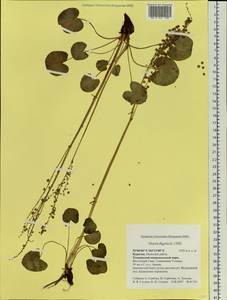 Oxyria digyna (L.) Hill, Siberia, Baikal & Transbaikal region (S4) (Russia)