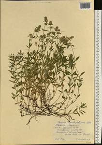 Thymus pannonicus All., Eastern Europe, South Ukrainian region (E12) (Ukraine)
