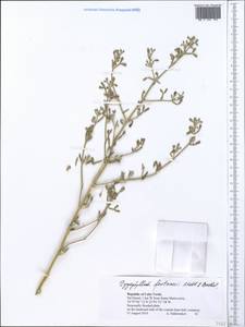 Tetraena fontanesii (Webb & Berthel.) Beier & Thulin, Africa (AFR) (Cape Verde)