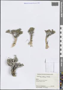 Medicago cretacea M.Bieb., Crimea (KRYM) (Russia)