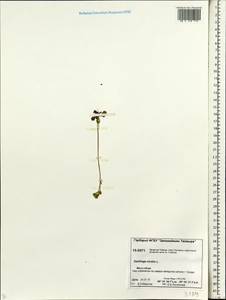 Micranthes nivalis (L.) Small, Siberia, Central Siberia (S3) (Russia)