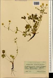 Potentilla crantzii (Crantz) Beck, Caucasus, Stavropol Krai, Karachay-Cherkessia & Kabardino-Balkaria (K1b) (Russia)