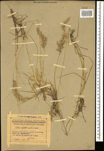 Calamagrostis pseudophragmites (Haller f.) Koeler, Caucasus, Armenia (K5) (Armenia)