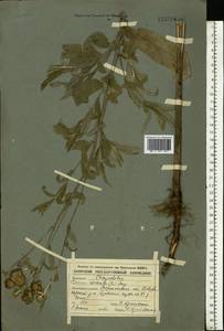 Cirsium arvense (L.) Scop., Eastern Europe, Central forest-and-steppe region (E6) (Russia)