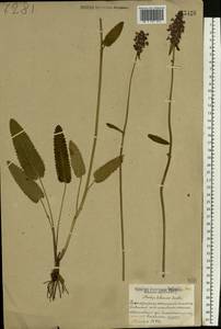 Betonica officinalis L., Eastern Europe, Belarus (E3a) (Belarus)