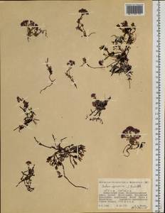 Hylotelephium cyaneum (Rudolph) H. Ohba, Siberia, Russian Far East (S6) (Russia)