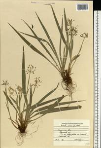 Luzula pilosa (L.) Willd., Eastern Europe, Central region (E4) (Russia)