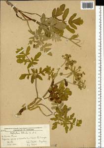 Glehnia littoralis (A. Gray) F. Schmidt ex Miq., Siberia, Russian Far East (S6) (Russia)
