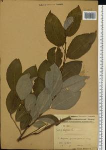 Salix caprea L., Siberia, Russian Far East (S6) (Russia)