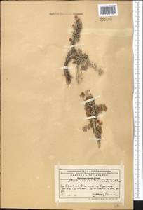 Atraphaxis karataviensis Pavlov & Lipsch., Middle Asia, Western Tian Shan & Karatau (M3) (Kazakhstan)