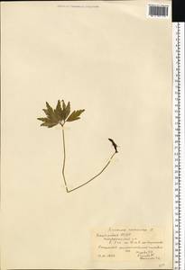 Anemone nemorosa L., Eastern Europe, Eastern region (E10) (Russia)