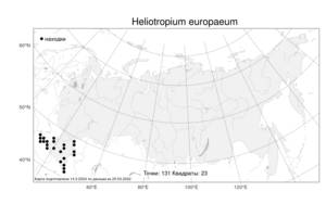 Heliotropium europaeum L., Atlas of the Russian Flora (FLORUS) (Russia)