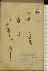 Epilobium anagallidifolium Lam., Eastern Europe, West Ukrainian region (E13) (Ukraine)