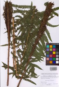 Matteuccia struthiopteris (L.) Tod., Eastern Europe, Moscow region (E4a) (Russia)