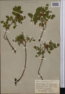 Rosa majalis Herrm., Middle Asia, Northern & Central Kazakhstan (M10) (Kazakhstan)