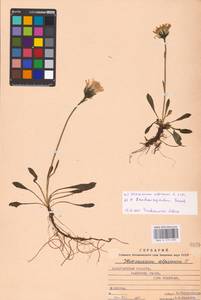 Hieracium alpinum L., Eastern Europe, West Ukrainian region (E13) (Ukraine)