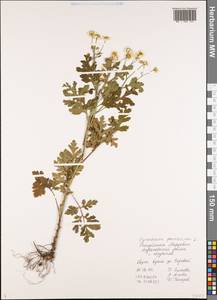 Tanacetum parthenium (L.) Sch. Bip., Eastern Europe, Middle Volga region (E8) (Russia)