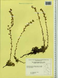 Artemisia lagopus Fisch. ex Besser, Siberia, Russian Far East (S6) (Russia)