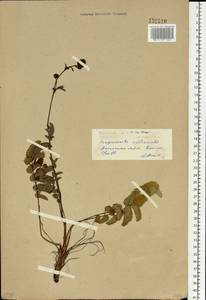 Sanguisorba officinalis L., Siberia, Baikal & Transbaikal region (S4) (Russia)