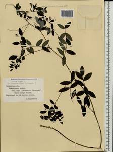 Lathyrus niger (L.)Bernh., Eastern Europe, Western region (E3) (Russia)