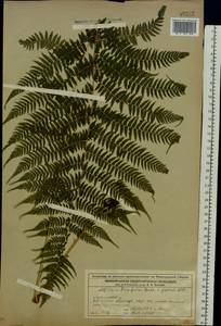 Athyrium filix-femina (L.) Roth, Eastern Europe, Volga-Kama region (E7) (Russia)