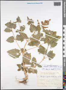 Atriplex flabellum Bunge ex Boiss., Siberia, Western Siberia (S1) (Russia)