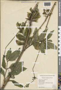 Valeriana wolgensis Kazak., Eastern Europe, Moscow region (E4a) (Russia)