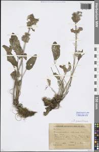 Dracocephalum grandiflorum L., Siberia, Altai & Sayany Mountains (S2) (Russia)