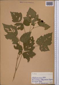 Rubus caesius L., Middle Asia, Pamir & Pamiro-Alai (M2) (Tajikistan)