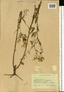 Senecio, Eastern Europe, South Ukrainian region (E12) (Ukraine)