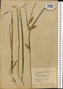 Carex vaginata Tausch, Eastern Europe, Central forest-and-steppe region (E6) (Russia)