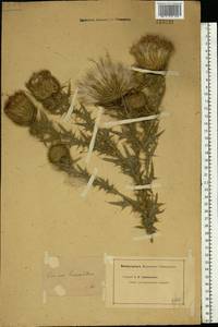 Cirsium vulgare (Savi) Ten., Eastern Europe, Middle Volga region (E8) (Russia)