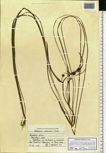 Sparganium gramineum Georgi, Eastern Europe, Moscow region (E4a) (Russia)