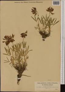 Trifolium alpinum L., Western Europe (EUR) (Italy)