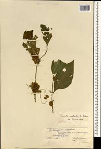 Cuscuta australis R. Br., South Asia, South Asia (Asia outside ex-Soviet states and Mongolia) (ASIA) (China)