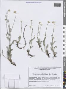 Tanacetum millefolium (L.) Tzvelev, Siberia, Western Siberia (S1) (Russia)