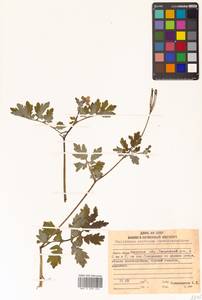 Chelidonium majus var. asiaticum (H. Hara) Ohwi, Siberia, Russian Far East (S6) (Russia)