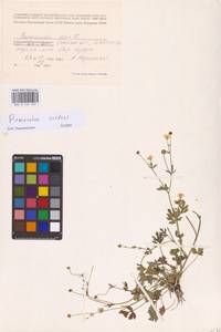 Ranunculus sardous Crantz, Eastern Europe, South Ukrainian region (E12) (Ukraine)